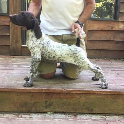 Puppy. White Liver Spotted And Ticked