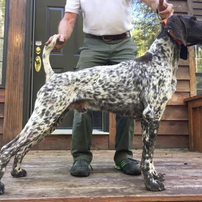 Booger Belle Von Seiger Boss Wl Ticked