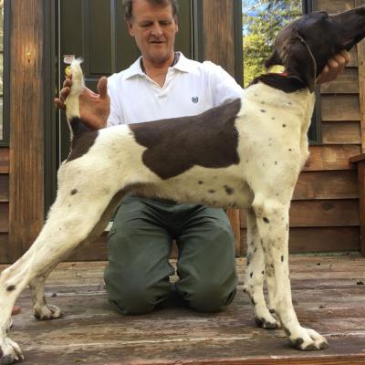 Dixie Bird Von Seiger Boss